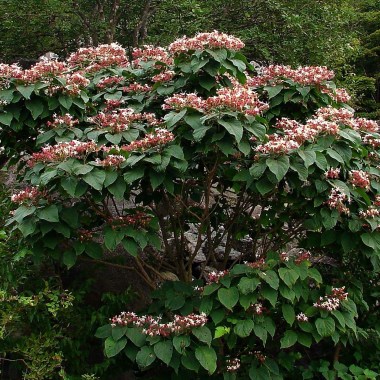 clerodendrum-trichotomum-clerodendron-9559-1_1 (1)